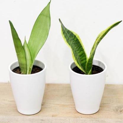 Sansevieria/ Snake Plant (3.5
