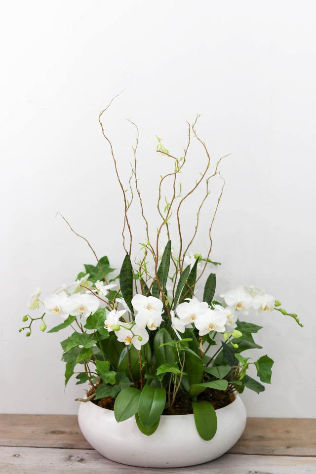 Brilliance Orchid Arrangement - Toronto Flower Gallery