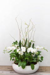 Brilliance Orchid Arrangement - Toronto Flower Gallery