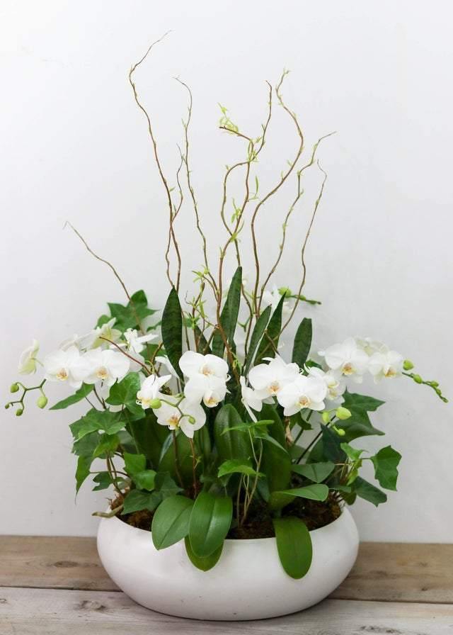 Brilliance Orchid Arrangement - Toronto Flower Gallery