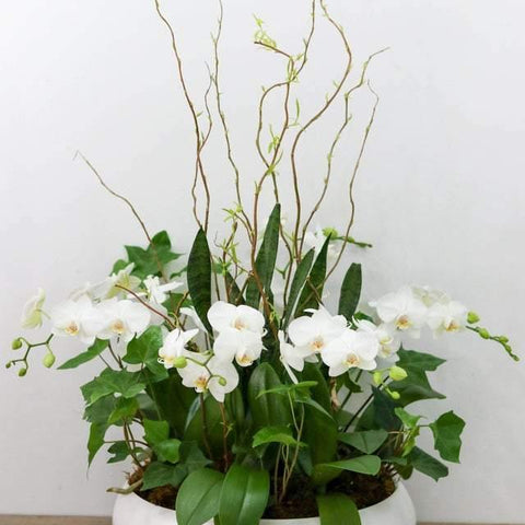 Brilliance Orchid Arrangement