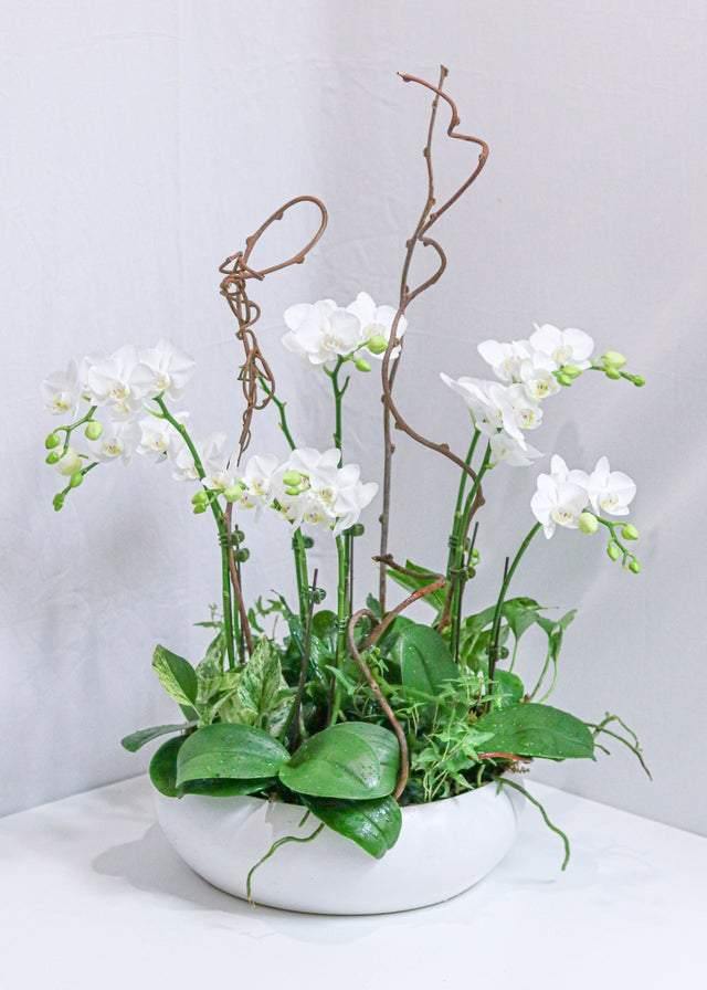 Brilliance Orchid Arrangement - Toronto Flower Gallery