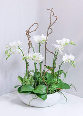 Brilliance Orchid Arrangement - Toronto Flower Gallery