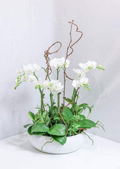 Brilliance Orchid Arrangement - Toronto Flower Gallery