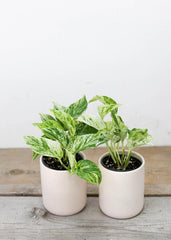 Marble Pothos (4