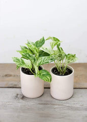 Marble Pothos (4