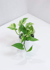 Marble Pothos (4