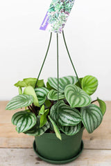 Watermelon Peperomia (6