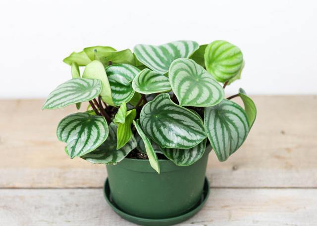 Watermelon Peperomia (6