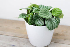 Watermelon Peperomia (6