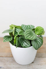 Watermelon Peperomia (6