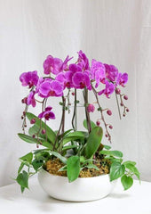 Blossom Tall Orchid Arrangement - Toronto Flower Gallery