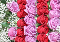 24 Lavender & Red Roses with Baby's Breath in a Box - Toronto Flower Gallery