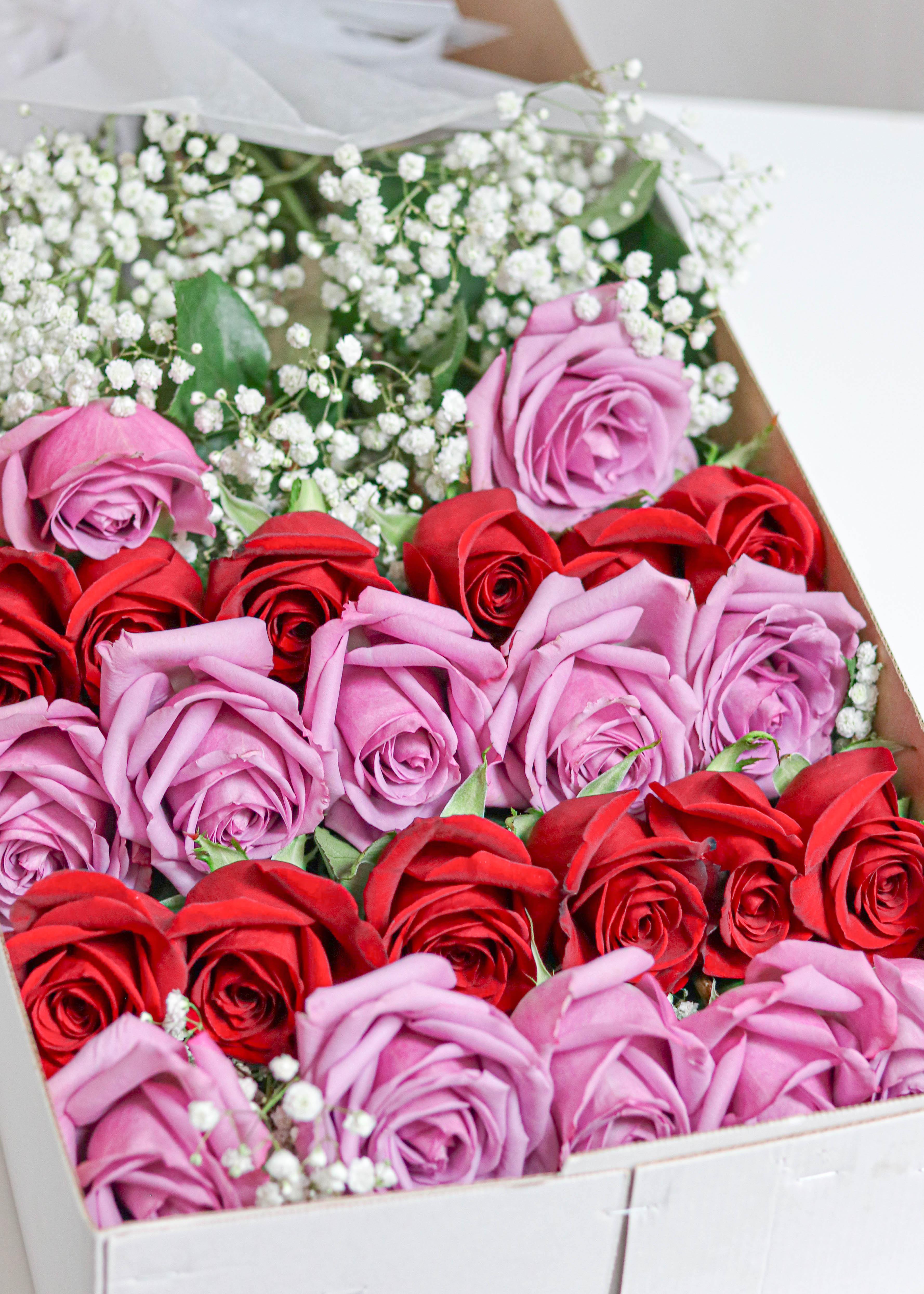24 Lavender & Red Roses with Baby's Breath in a Box - Toronto Flower Gallery