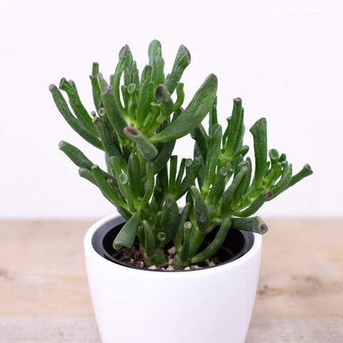 Gollum Jade Succulent (4