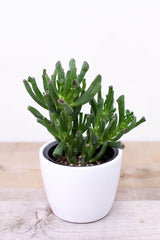 Gollum Jade Succulent (4