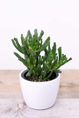 Gollum Jade Succulent (4