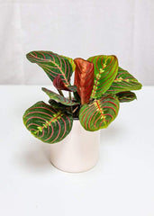 Maranta Prayer Plant (4