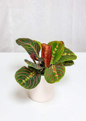 Maranta Prayer Plant (4