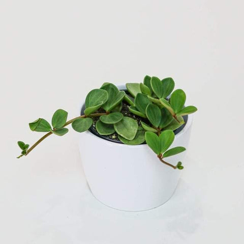 Peperomia Hope (3.5