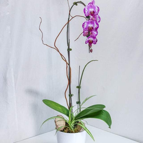 Large Purple Orchid with Pot