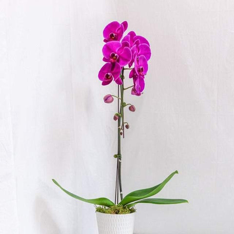 Large Purple Orchid with Pot