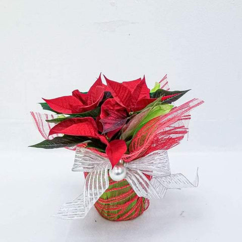 Poinsettia