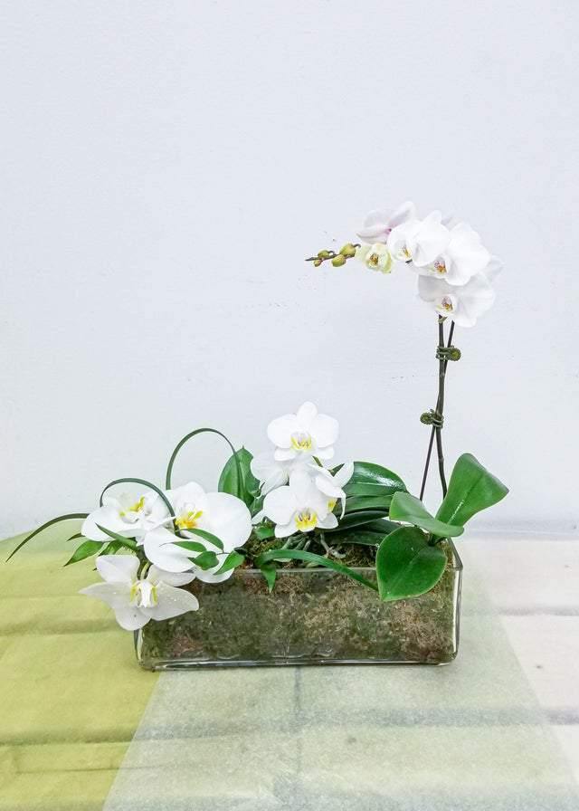 White Orchid Garden - Toronto Flower Gallery