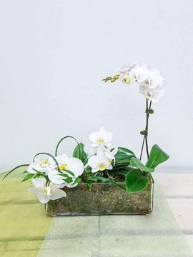 White Orchid Garden