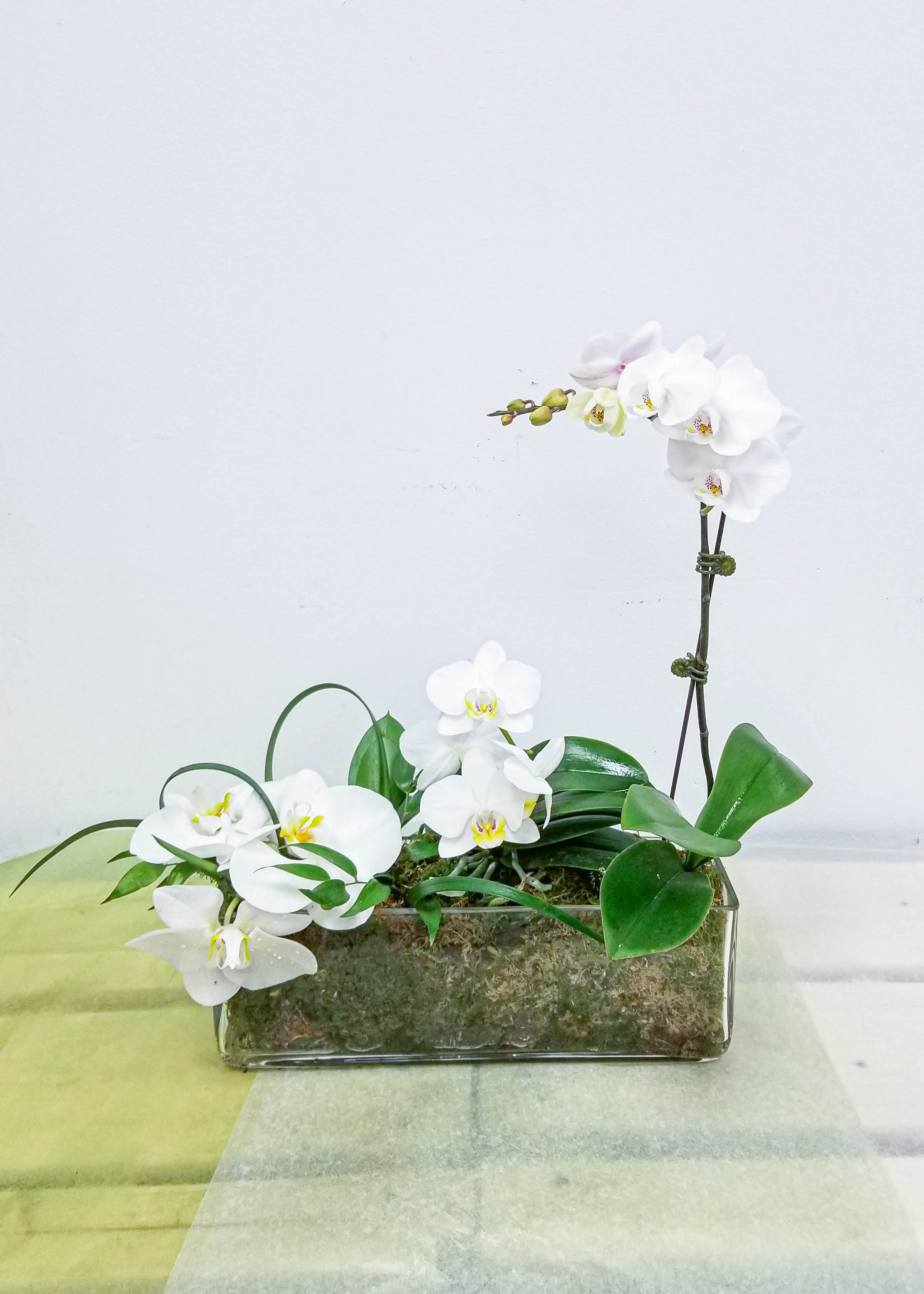 White Orchid Garden - Toronto Flower Gallery