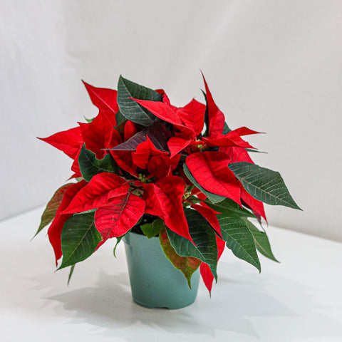 Red Poinsettia (4.5-12