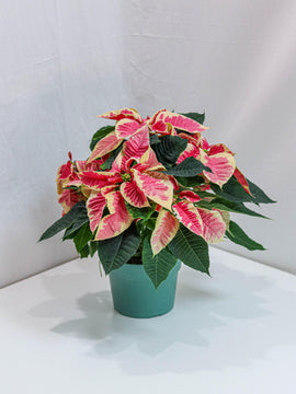 Marble Poinsettia 6