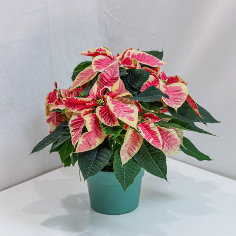 Marble Poinsettia 6