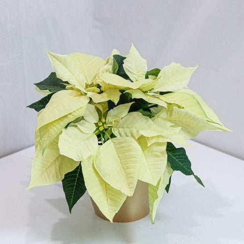 White Poinsettia (4.5-8