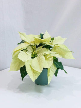 White Poinsettia (4.5-8