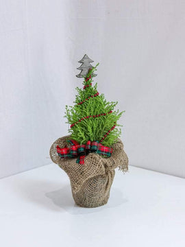 Little Christmas Tree
