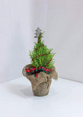 Little Christmas Tree - Toronto Flower Gallery