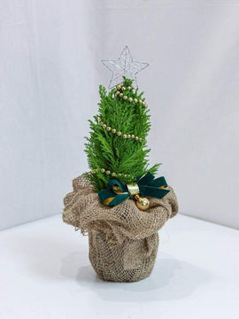 Little Christmas Tree