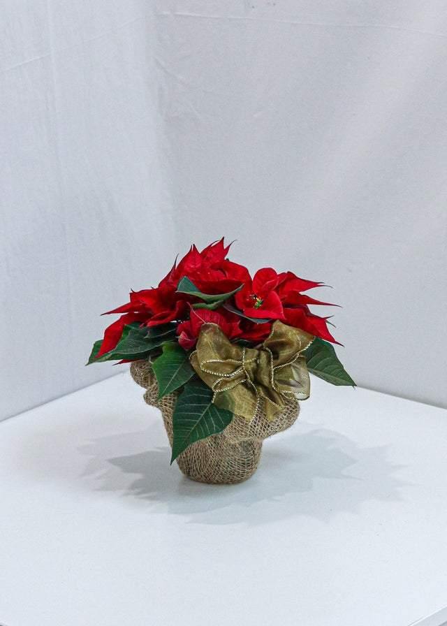 Beautiful Poinsettia - Toronto Flower Gallery