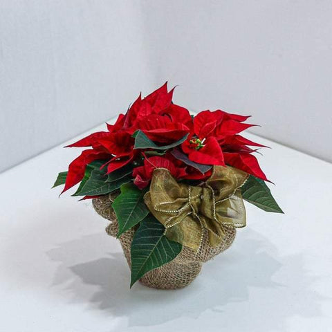 Beautiful Poinsettia