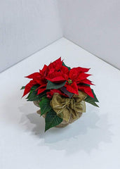 Beautiful Poinsettia - Toronto Flower Gallery