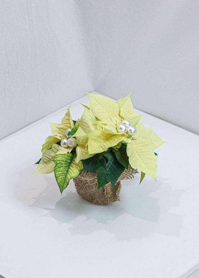 Lovely Poinsettia - Toronto Flower Gallery