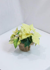 Lovely Poinsettia - Toronto Flower Gallery