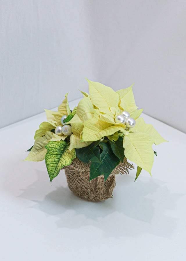 Lovely Poinsettia - Toronto Flower Gallery