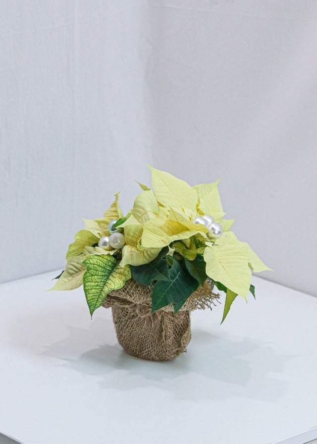 Lovely Poinsettia - Toronto Flower Gallery