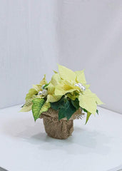 Lovely Poinsettia - Toronto Flower Gallery