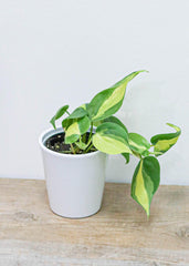 Philodendron 4