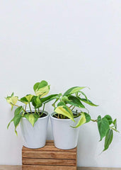 Philodendron 4