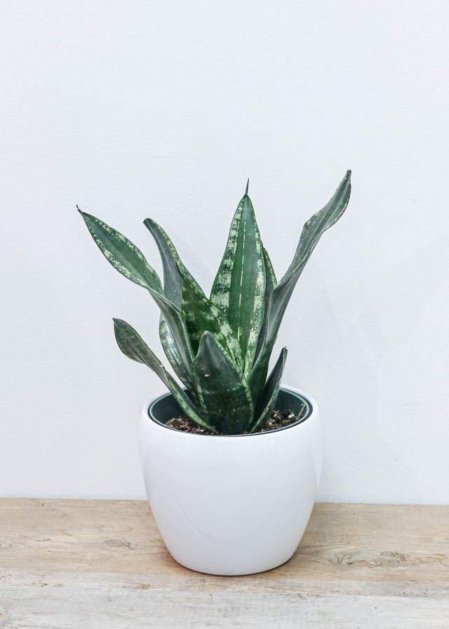 Snake Plant 6