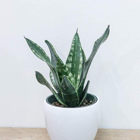 Snake Plant 6